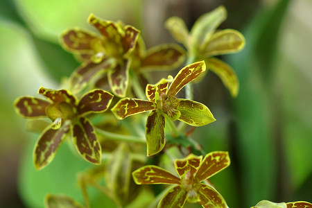 绿色和黄色兰花（grammatophyllum orchid）
