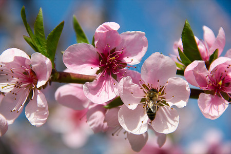 蓝天背景下盛开的桃树
