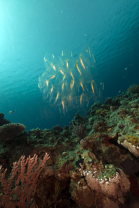 红海的萨尔普和热带珊瑚礁。