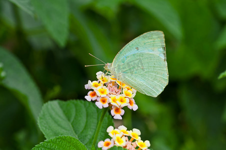 蝴蝶 Common Emigrant Catopsilia piomona 花特写复制