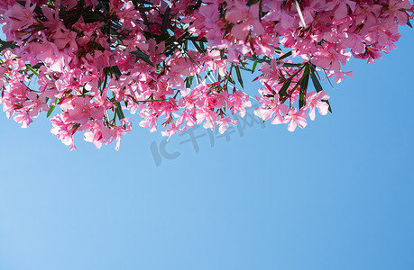 桃树摄影照片_Nerium 夹竹桃树，开着粉红色的花。