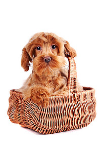 在篮子里的装饰狗。