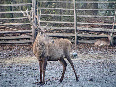 马鹿 (Cervus elaphus) 在木栅栏