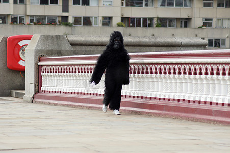 2010 年 9 月 26 日在伦敦市中心举行的 2010 年大猩猩长跑单人赛跑者
