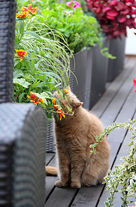 有猫和花的现代大阳台