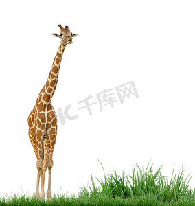 长角鹿摄影照片_长颈鹿与孤立的绿草