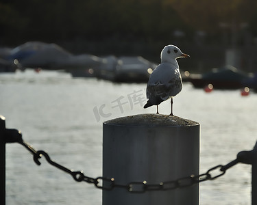 海鸥码头苏黎世湖（欧洲）。