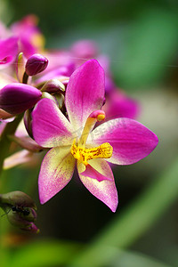 热带雨林中的地面兰花