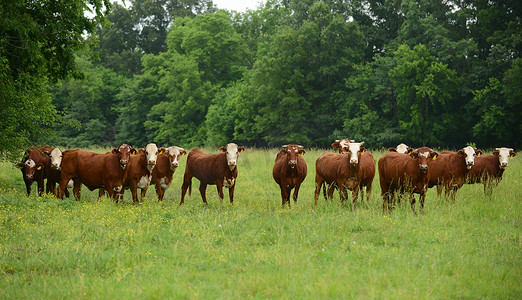 农村地区的牛群