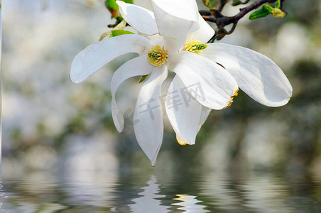 木兰花特写