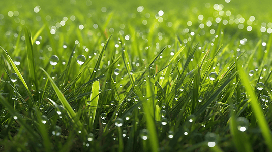 雨后草坪小草绿色