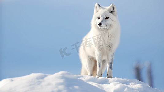 白狐白天站在雪地上