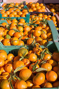 橙色的橘子水果在一排篮子里收获