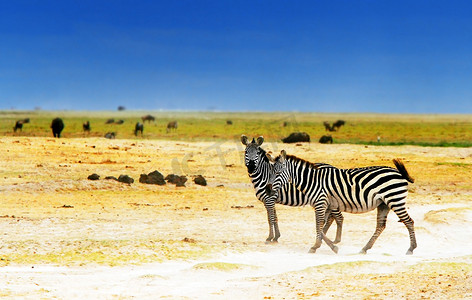 斑马摄影照片_非洲野生斑马