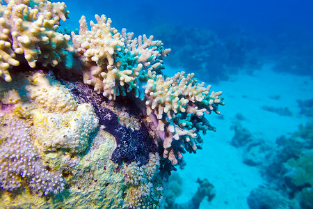 埃及红海底部的珊瑚礁和软珊瑚-水下照片