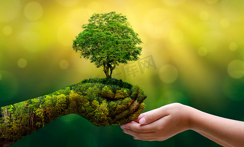 世界保护地球日摄影照片_环境 地球日 在树木的手中长出幼苗。