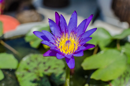 一朵美丽的紫色睡莲或莲花在池塘