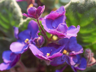 紫色首页摄影照片_非洲紫菜花