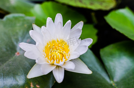一朵美丽的白色睡莲或莲花在池塘