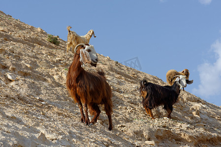 杰里科附近 Wadi Qelt 沙漠岩石山坡上的山羊群