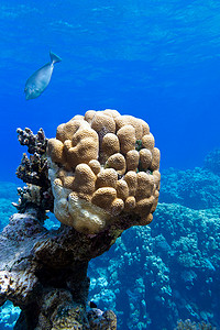 热带海底珊瑚礁与巨大的单蜂窝珊瑚