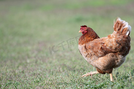 散步摄影照片_五颜六色的母鸡在农家院子里散步