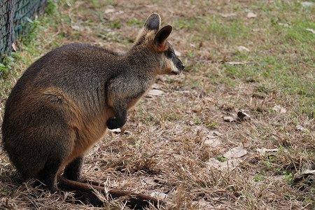 小袋鼠摄影照片_澳大利亚小袋鼠