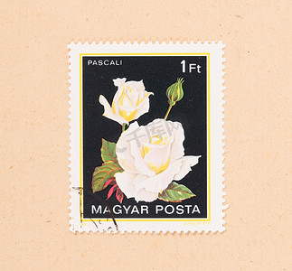 国潮1980摄影照片_匈牙利 — 大约 1980 年：在匈牙利印刷的邮票展示了一朵花，