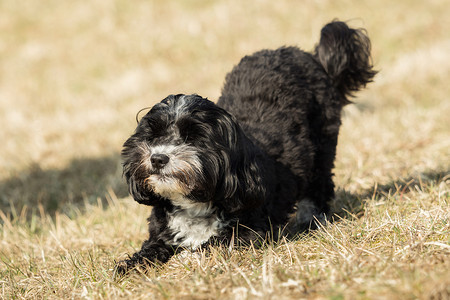 一只小哈瓦那犬在外面的草地上玩耍