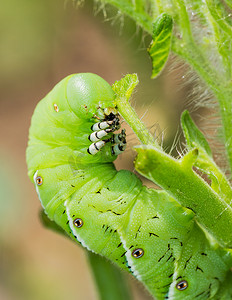 番茄 hornworm 毛虫吃植物