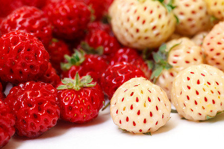 白草莓摄影照片_成熟的白色和红色草莓
