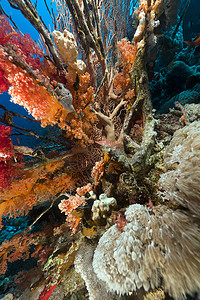Longnose hawkfish 和热带珊瑚礁在红海。