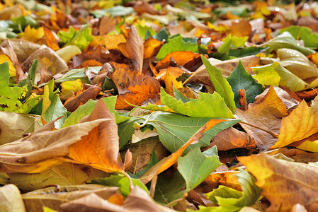 梧桐树叶子摄影照片_秋天的落叶