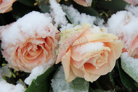 雪地里的粉红玫瑰