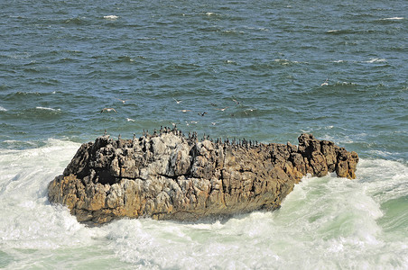 博尔德斯岛上的海角鸬鹚或海角粗毛