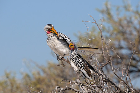 黄黑色摄影照片_南方黄嘴犀鸟、Tockus leucomelas