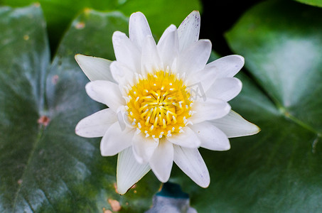 一朵美丽的白色睡莲或莲花在池塘
