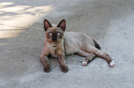 棕猫摄影照片_棕猫