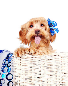 一只装饰狗的画像，白色篮子里有蓝色装饰品