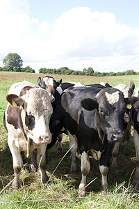 牛群靠近电围栏