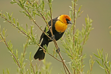 雄性黄头黑鸫 (Xanthocephalus xanthocephalus)