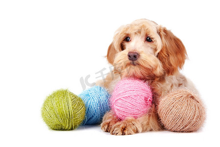 装饰狗和羊毛球