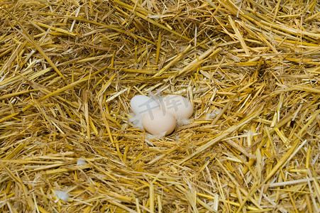雀巢秸秆中的鸡蛋