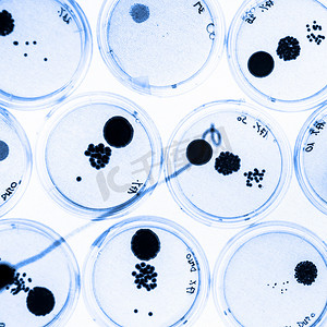 培养细胞摄影照片_在培养皿中培养细菌。