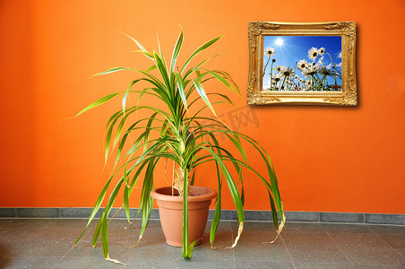 墙上的画和植物