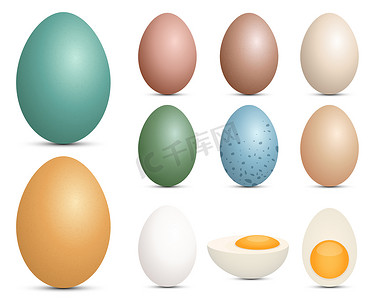 鸡蛋集矢量设计插图在白色背景下被隔离