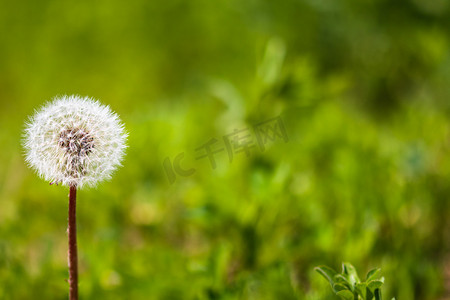 蒲公英联盟摄影照片_背景模糊的田野上的蒲公英花。