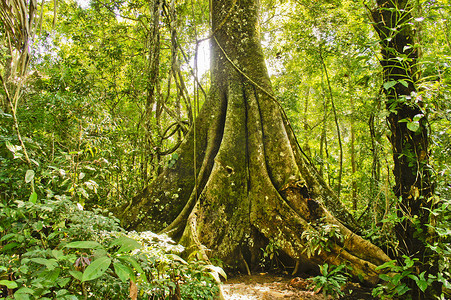 亚马逊雨林摄影照片_亚马逊盆地丛林，坦波帕塔国家保护区，秘鲁，南美洲