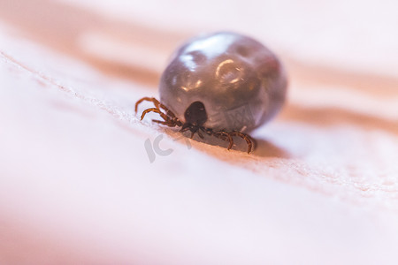 充满血液的蜱虫：蜱虫、传染病的宏观特写