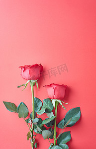 情人节的玫瑰